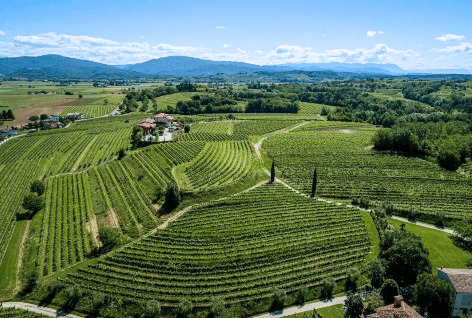 Weinberge und Weinlese in Friaul-Julisch Venetien: Tradition und Aromen zum Entdecken